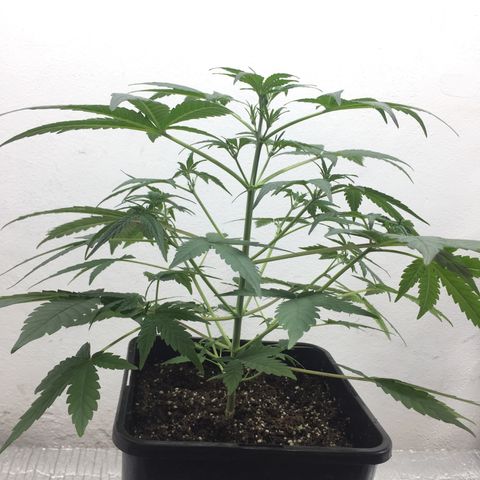 TANGIE growlog timeline photo