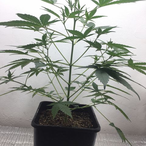 TANGIE growlog timeline photo