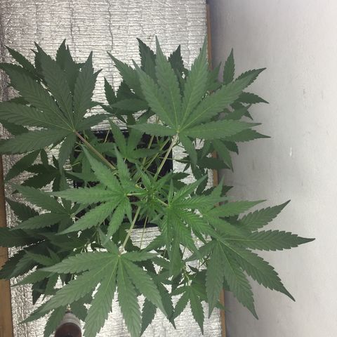 TANGIE growlog timeline photo