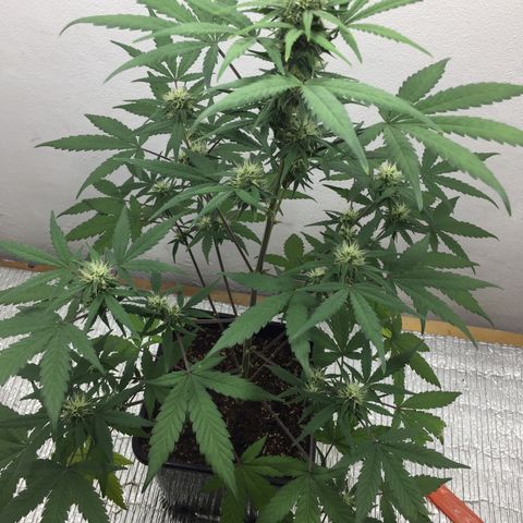 TANGIE growlog timeline photo