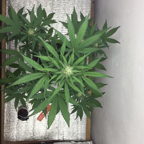 TANGIE growlog timeline photo