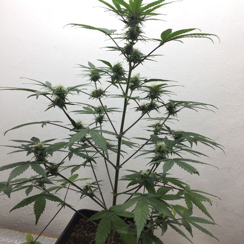 TANGIE growlog timeline photo