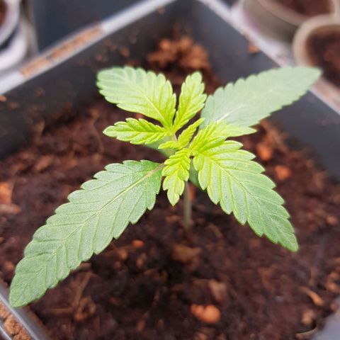 Northern Lights #5 growlog timeline photo