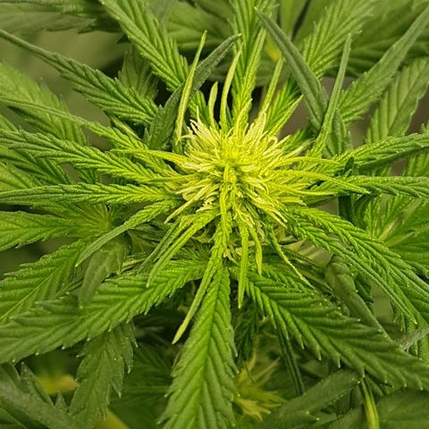 Northern Lights #5 growlog timeline photo
