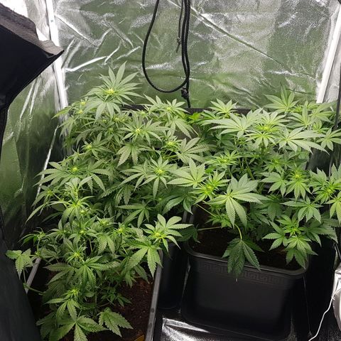 Northern Lights #5 growlog timeline photo