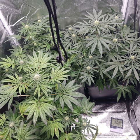 Northern Lights #5 growlog timeline photo