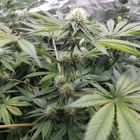 Northern Lights #5 growlog timeline photo