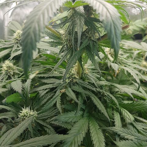 Northern Lights #5 growlog timeline photo