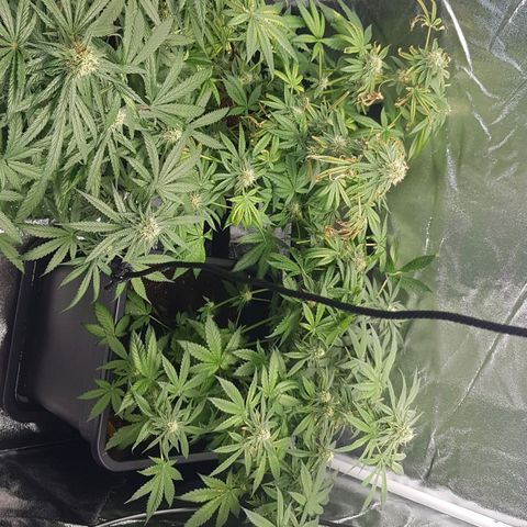 Northern Lights #5 growlog timeline photo