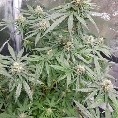 Northern Lights #5 growlog timeline photo
