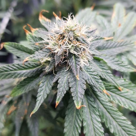 Northern Lights #5 growlog timeline photo