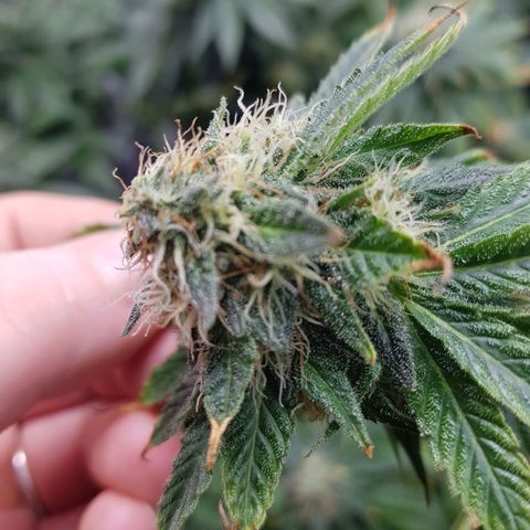 Northern Lights #5 growlog timeline photo