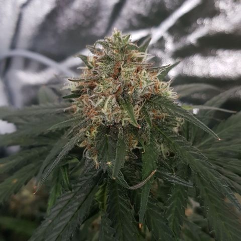 Northern Lights #5 growlog timeline photo