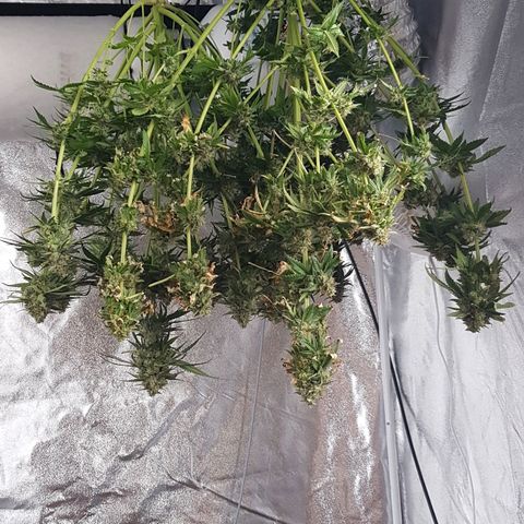 Northern Lights #5 growlog timeline photo