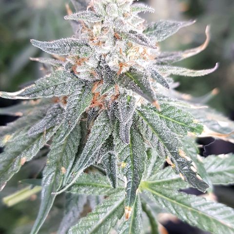 Northern Lights #5 growlog timeline photo