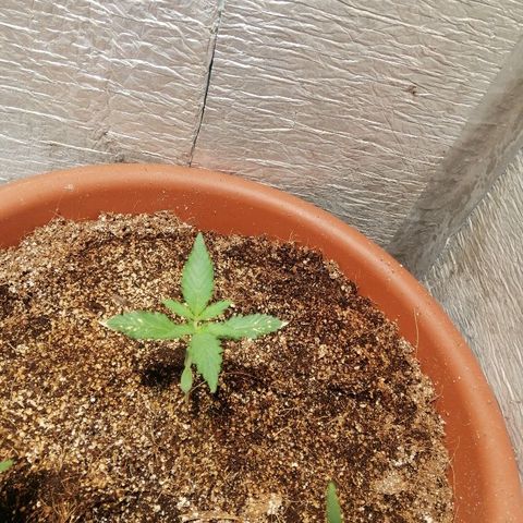 Auto Blueberry growlog timeline photo