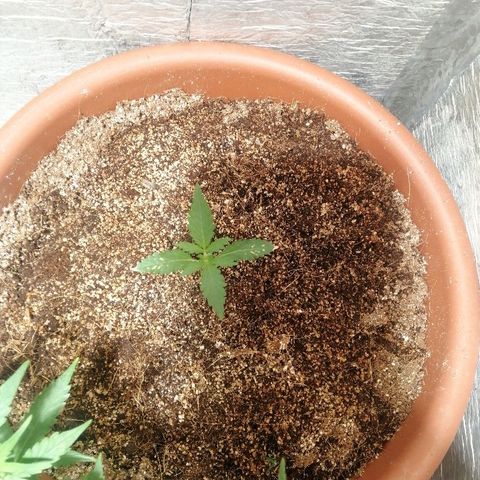 Auto Blueberry growlog timeline photo