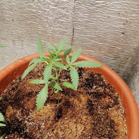 Auto Blueberry growlog timeline photo