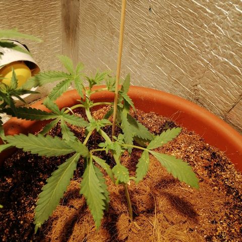 Auto Blueberry growlog timeline photo