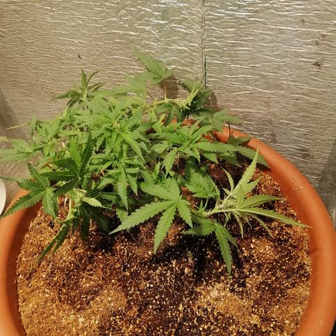 Auto Blueberry growlog timeline photo