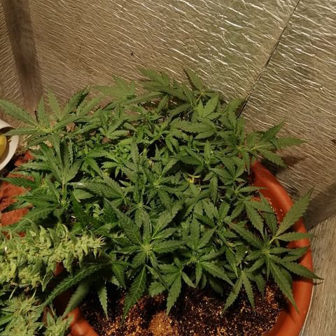 Auto Blueberry growlog timeline photo