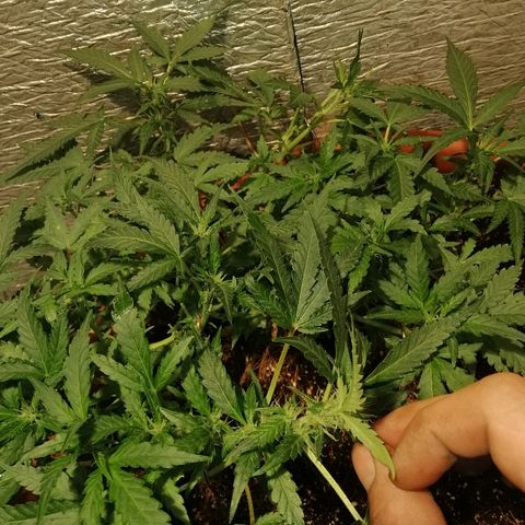 Auto Blueberry growlog timeline photo