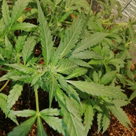 Auto Blueberry growlog timeline photo