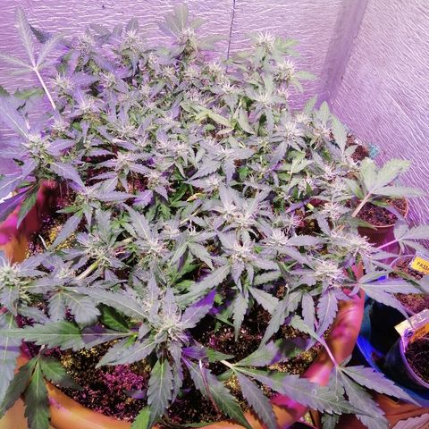 Auto Blueberry growlog timeline photo