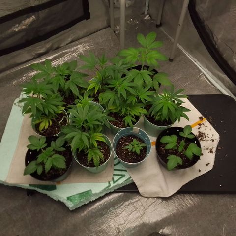 Bananabubble blast growlog timeline photo