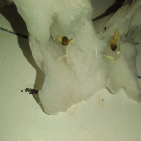 Bananabubble blast growlog photo: Germination concluante