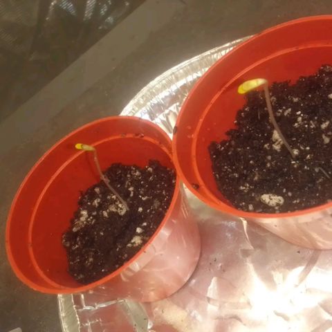 Bananabubble blast growlog timeline photo
