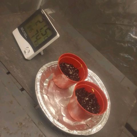 Bananabubble blast growlog timeline photo