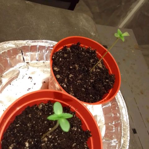 Bananabubble blast growlog timeline photo