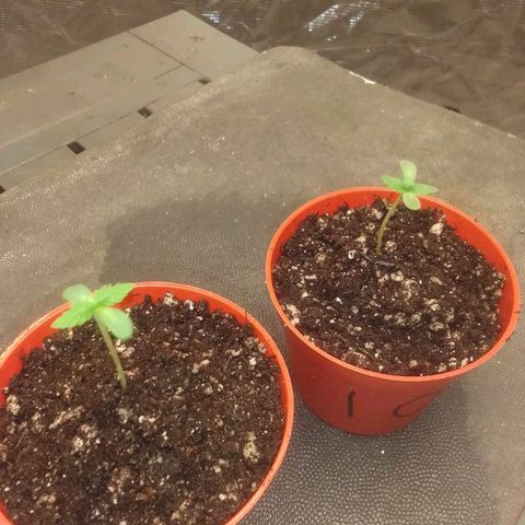 Bananabubble blast growlog timeline photo