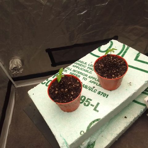 Bananabubble blast growlog timeline photo