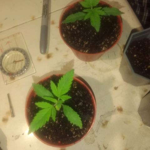 Bananabubble blast growlog timeline photo