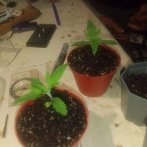 Bananabubble blast growlog timeline photo