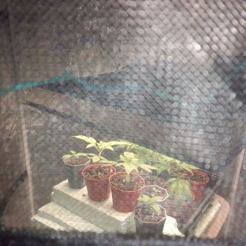 Bananabubble blast growlog timeline photo