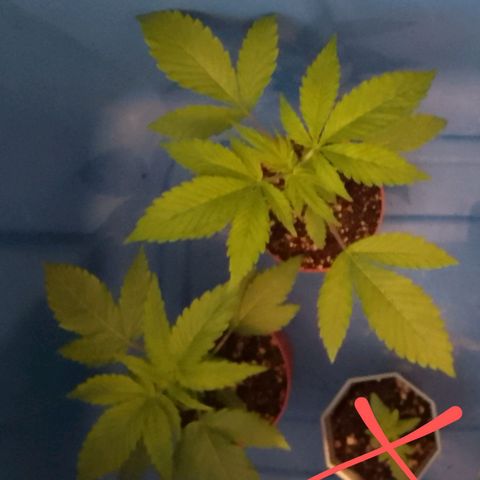 Bananabubble blast growlog timeline photo
