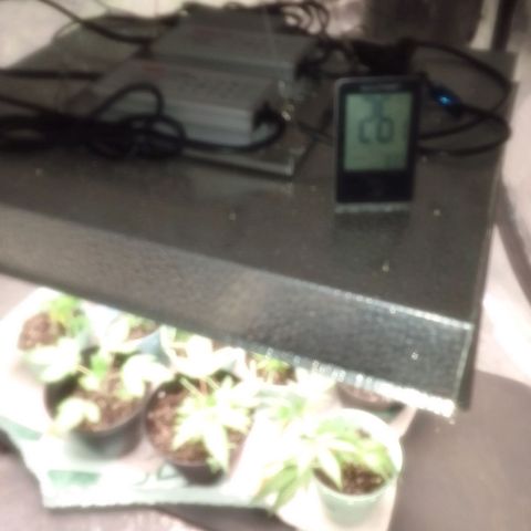 Bananabubble blast growlog timeline photo