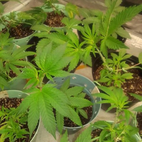 Bananabubble blast growlog timeline photo