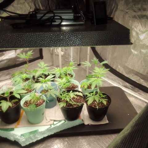 Bananabubble blast growlog timeline photo