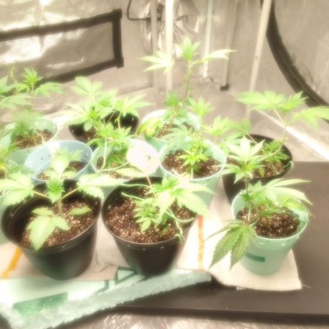 Bananabubble blast growlog timeline photo