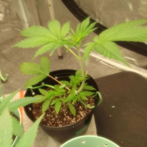 Bananabubble blast growlog timeline photo