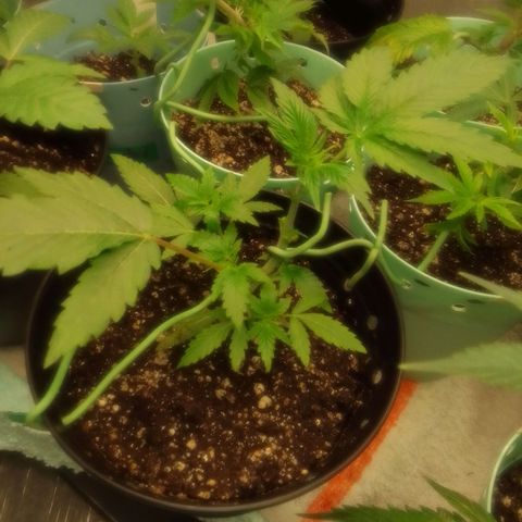 Bananabubble blast growlog timeline photo