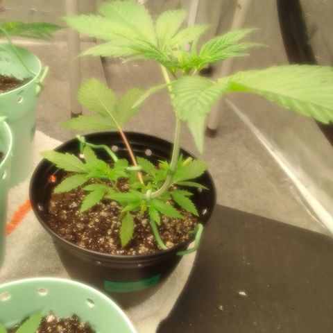 Bananabubble blast growlog timeline photo