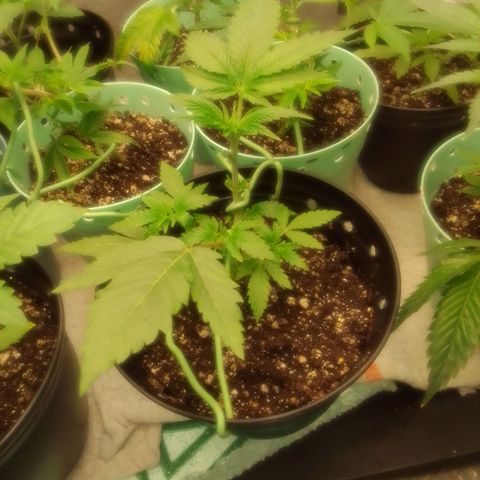 Bananabubble blast growlog timeline photo