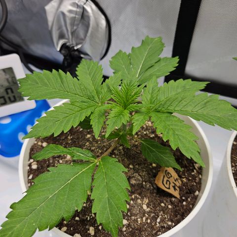 Gorilla Glue aka Goliath growlog timeline photo