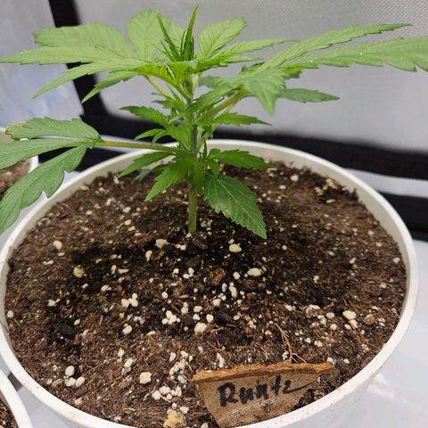 Runtz aka Rudi growlog timeline photo
