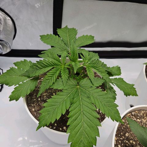 Gorilla Glue aka Goliath growlog timeline photo